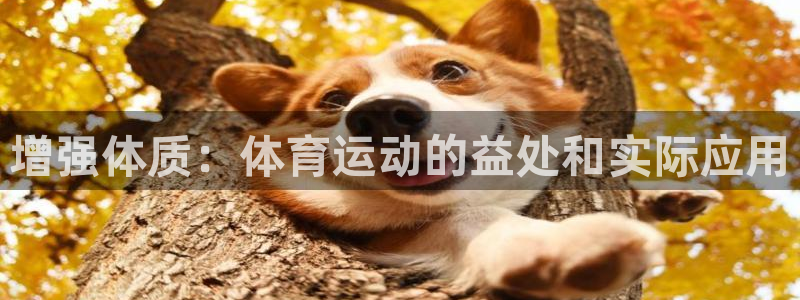 火凤体育NBA